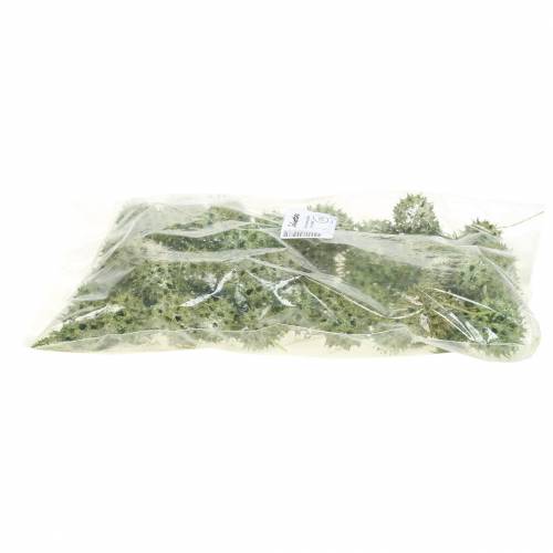 Produkt Szyszki Sweetgum zielone matowe 250g