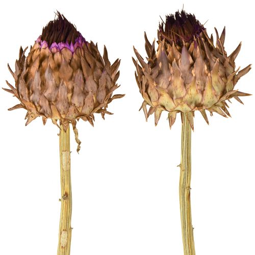 Floristik24 Suszony kwiat karczocha Cynara Ø9cm 16 szt.