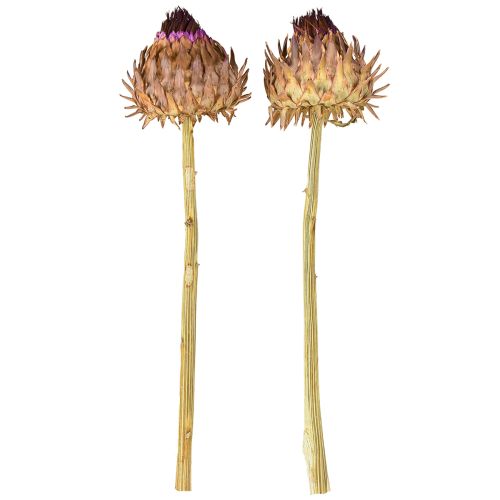 Produkt Suszony kwiat karczocha Cynara Ø9cm 16 szt.