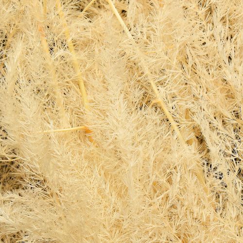 Produkt Szparagi suszone trawy ozdobne szparagi morelowe 90cm 5 szt.