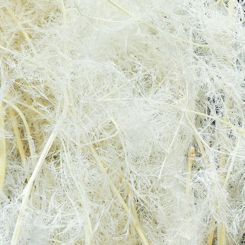 Produkt Szparagi suszone Trawy ozdobne Szparagi kremowe 90cm 5 szt.