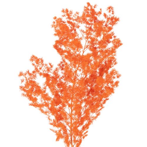 Suszone kwiaty szparagów, gałązka, ozdobne szparagi barwione, 65 cm, 80 g