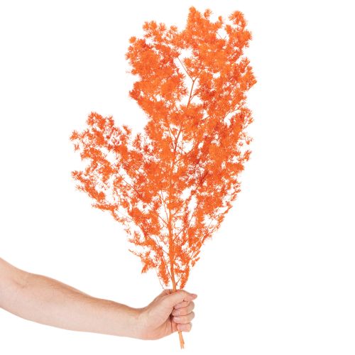 Suszone kwiaty szparagów, gałązka, ozdobne szparagi barwione, 65 cm, 80 g | Floristik24.pl