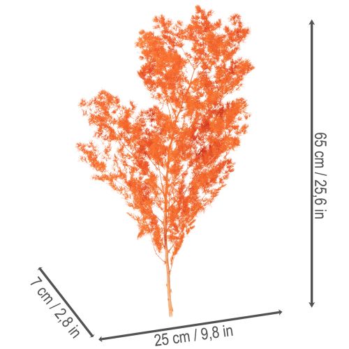 Suszone kwiaty szparagów, gałązka, ozdobne szparagi barwione, 65 cm, 80 g | Floristik24.pl