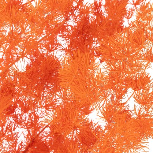 Suszone kwiaty szparagów, gałązka, ozdobne szparagi barwione, 65 cm, 80 g | Floristik24.pl