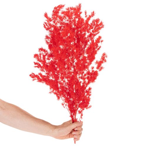 Pęczek suszonych szparagów do kompozycji kwiatowych 65cm 80g | Floristik24.pl