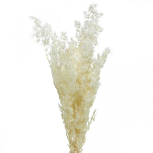Asparagus Dry Deco biała suszona trawa ozdobna 80g