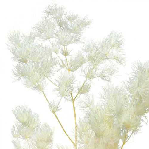 Produkt Szparagi sucha dekoracja biała suszona trawa ozdobna 80g