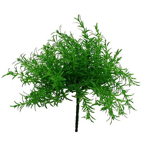 Krzew szparagowy zielony 25cm