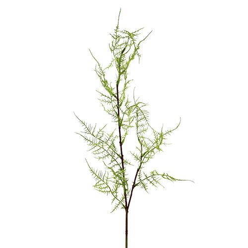 Floristik24 Gałązka szparagów 75 cm zielona 3 szt.