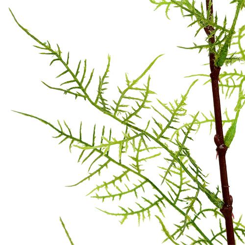 Floristik24 Gałązka szparagów 75 cm zielona 3 szt.