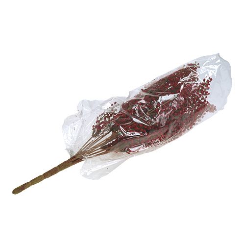 Floristik24 Krzew Astilben czerwony 52cm