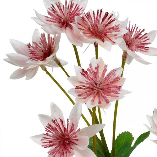 Duży Masterwort Sztuczny kwiat jedwabiu Astrania Biały różowy L61cm
