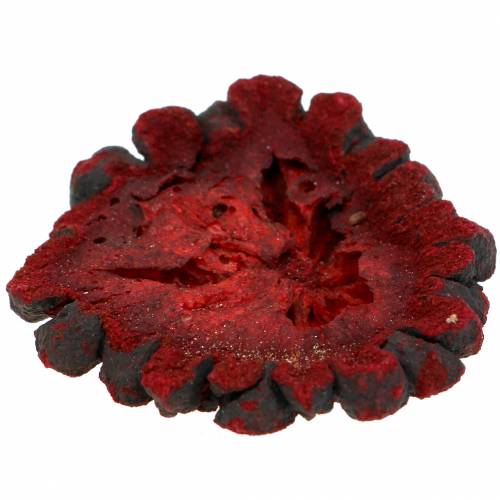 Floristik24 Deco Fruit Slices Ata Fruit Red 1kg