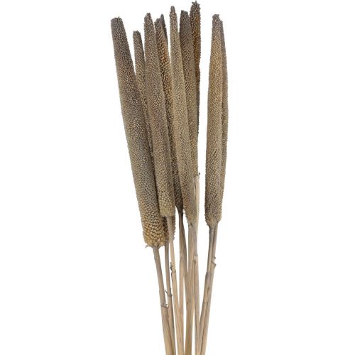 Proso perłowe, babala trzcinowe, proso zielone 70cm 10 szt