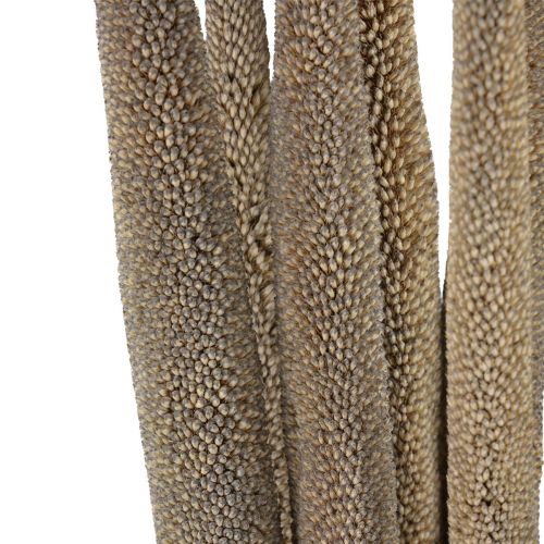 Produkt Proso perłowe, babala trzcinowe, proso zielone 70cm 10 szt