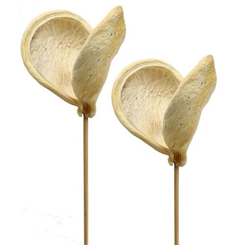 Floristik24 Badam na patyku bielony 6cm - 12cm dł.55cm 23 szt
