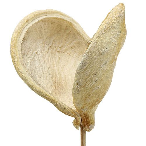 Floristik24 Badam na patyku bielony 6cm - 12cm dł.55cm 23 szt