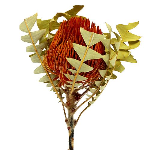 Floristik24 Banksia Baxterii Pomarańcza 8szt