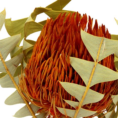 Floristik24 Banksia Baxterii Pomarańczowa 8 szt