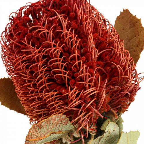 Floristik24 Banksia Baxteri Banksie Egzotyczne suszone kwiaty, czerwone, opakowanie 10 sztuk