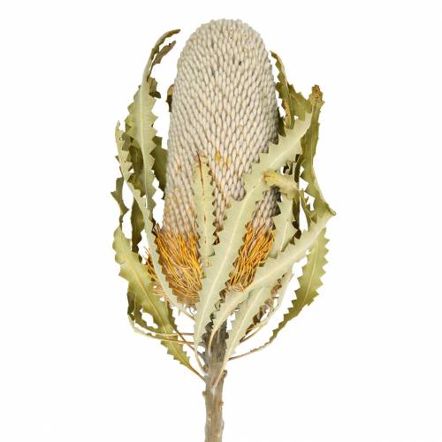 Floristik24 Banksia Hookerana naturalna 7 szt