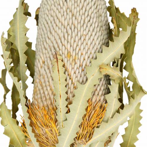Floristik24 Banksia Hookerana naturalna 7 szt
