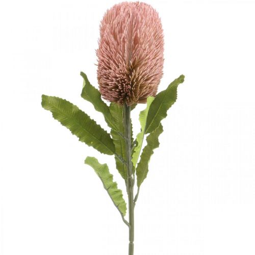 Floristik24 Sztuczny kwiat Banksia różowa jesienna dekoracja pamiątkowa florystyka 64cm