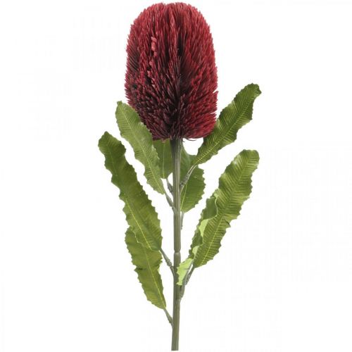 Kwiat Sztuczny Banksia Czerwony Burgundowy Egzotyczny 64cm