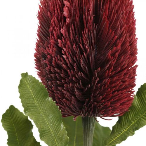 Produkt Kwiat Sztuczny Banksia Czerwony Burgundowy Egzotyczny 64cm