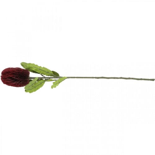 Produkt Kwiat Sztuczny Banksia Czerwony Burgundowy Egzotyczny 64cm