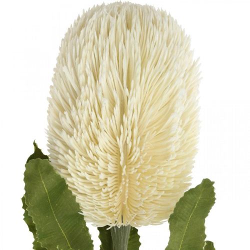 Produkt Kwiat Sztuczny Banksia Biały Kremowy Sztuczny Egzotyczny 64cm
