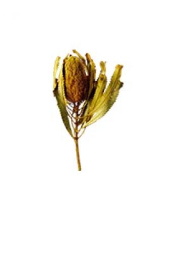 Floristik24 Banksia Hookerana żółta 7szt.