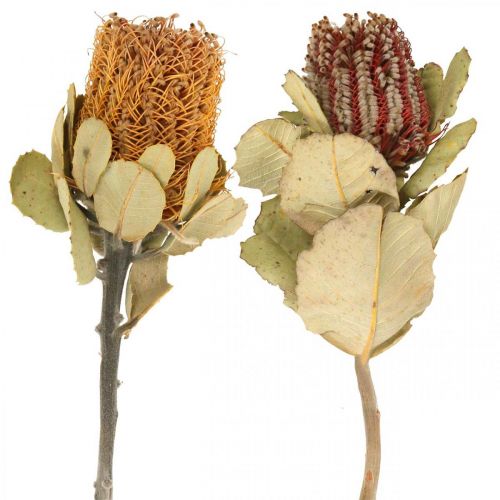 Banksia coccinea suszone kwiaty natura 10szt