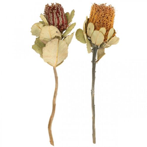 Floristik24 Banksia coccinea suszone kwiaty naturalne 10 szt