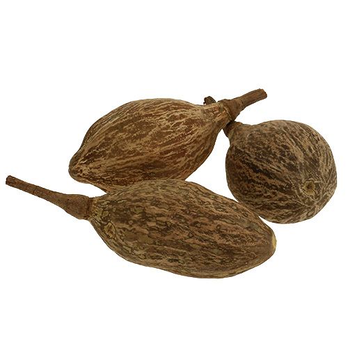 Floristik24 Owoce baobabu obrane 15cm - 20cm naturalne 5 szt