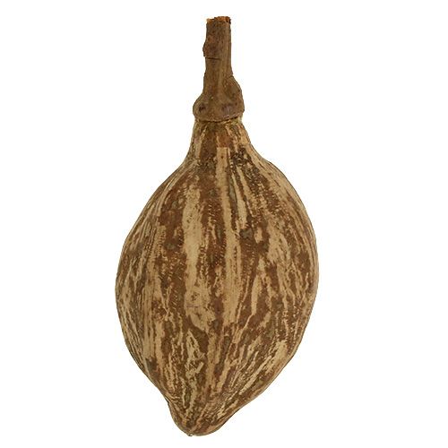 Floristik24 Owoce baobabu obrane 15cm - 20cm naturalne 5 szt