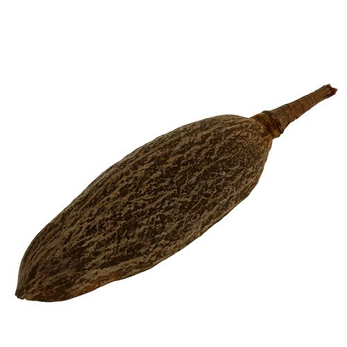 Floristik24 Misa z baobabu natura 30cm - 38cm obrany