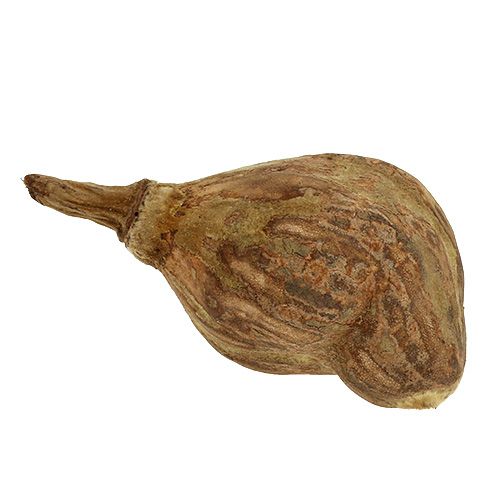 Floristik24 Baobab mini obrany natura 8cm - 12cm 250g