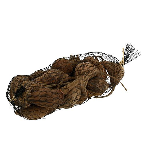 Floristik24 Baobab mini obrany natura 8cm - 12cm 250g