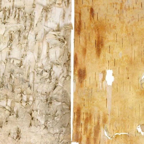 Floristik24 Kora drzewa ozdobne paski z kory naturalnej kora brzozowa 30×12cm 6 szt