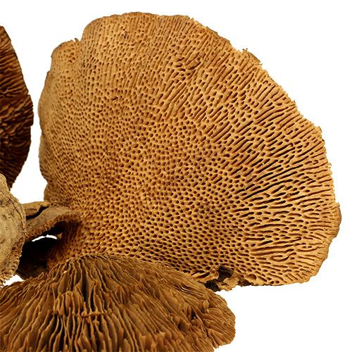Floristik24 Gąbka do drzew natura 2kg