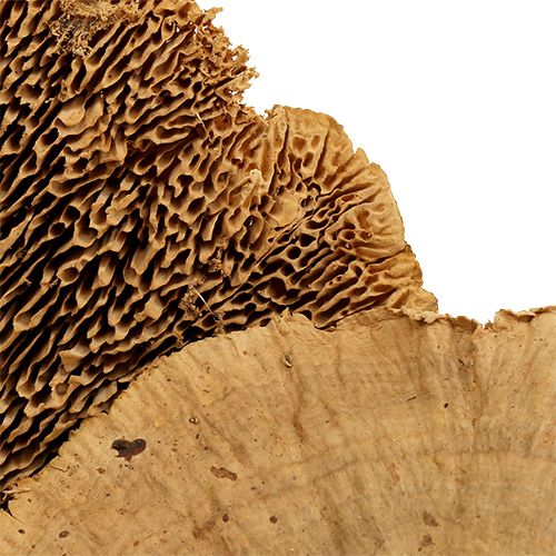 Floristik24 Gąbka drzewna natura 500g