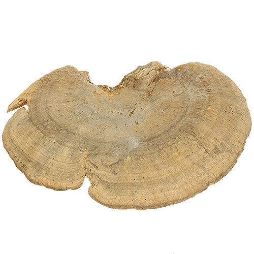 Floristik24 Gąbka drzewna naturalne grzyby dekoracyjne suszone 6cm 1kg