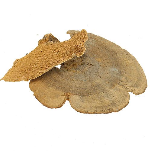 Floristik24 Gąbka drzewna naturalne grzyby dekoracyjne suszone 6cm 1kg