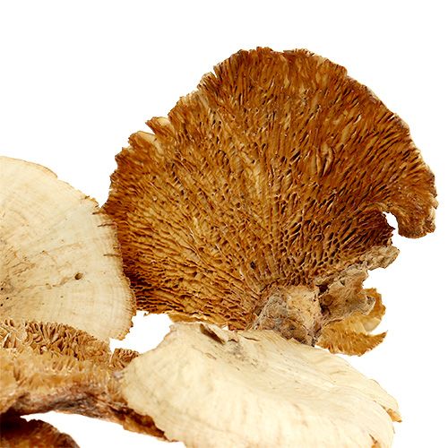 Produkt Gąbka drzewna bielona 1kg