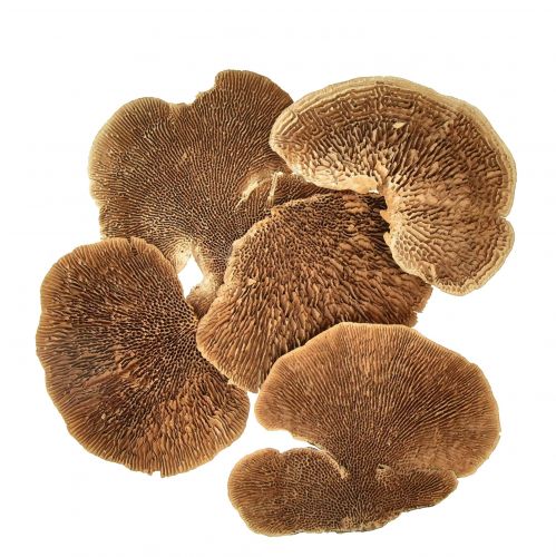 Produkt Gąbka drzewna mała naturalna dekoracja z grzybów drzewnych 4-6cm 1kg