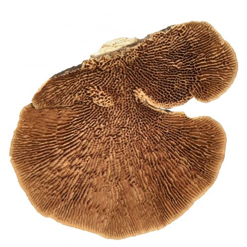 Floristik24 Gąbka drzewna mała naturalna dekoracja z grzybów drzewnych 4-6cm 1kg