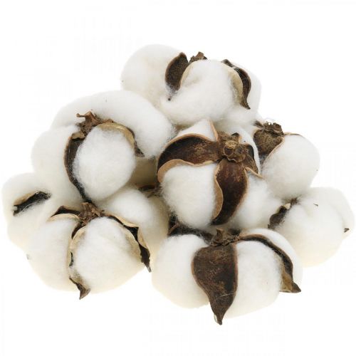 Produkt Ozdoba kwiatowa bawełny Suszona bawełna naturalna dekoracja Ø6cm 12szt