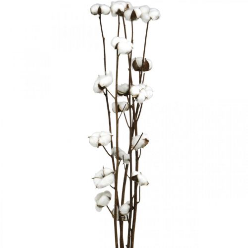 Produkt Gałązka bawełniana, gałązka ozdobna bawełniana, prawdziwa bawełna L80cm 5 sztuk